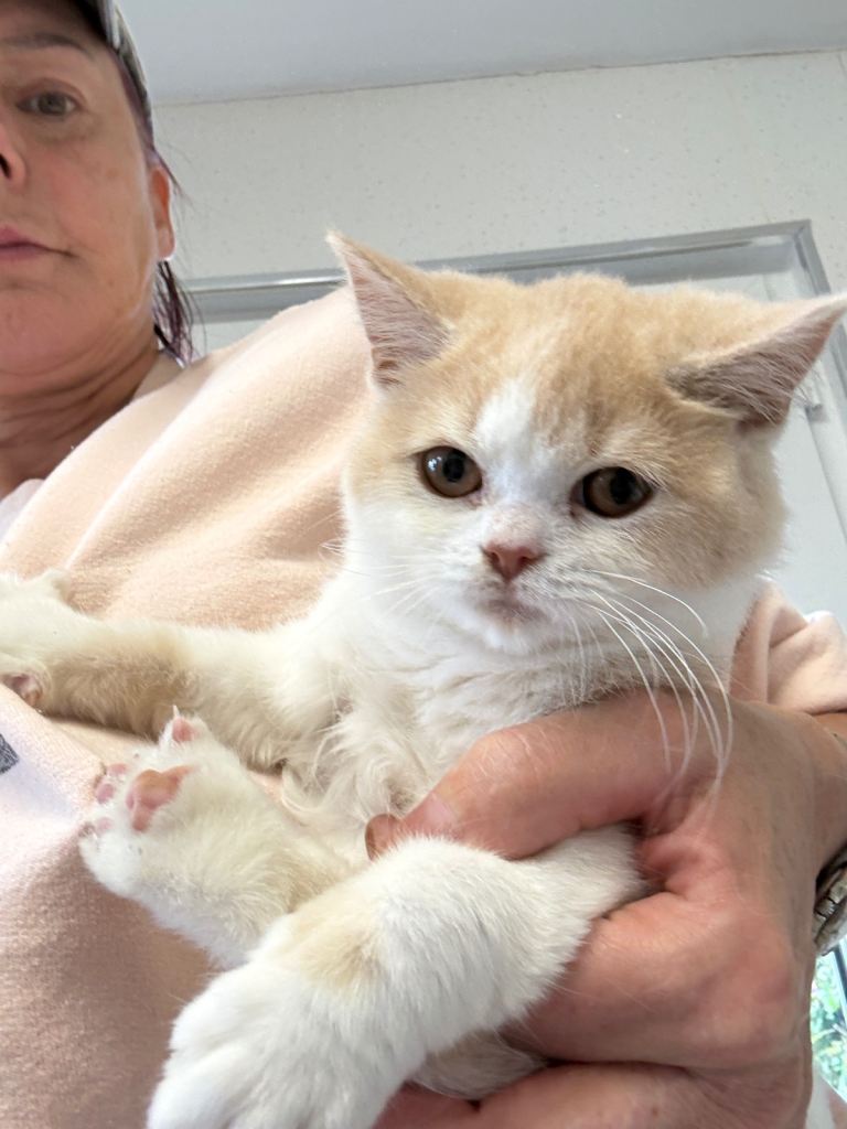 British Shorthair kittens 