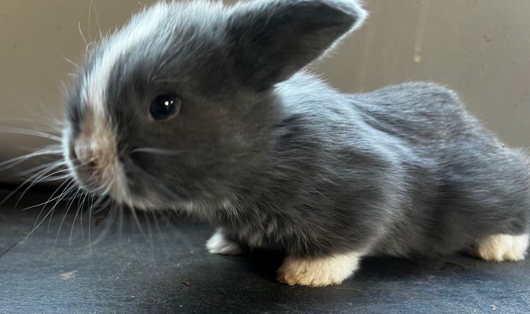PureBred MiniLop Bunnies in London