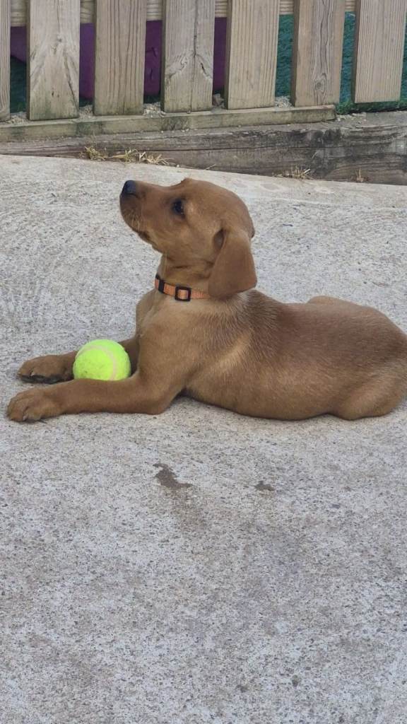 Kc registered Labrador pups