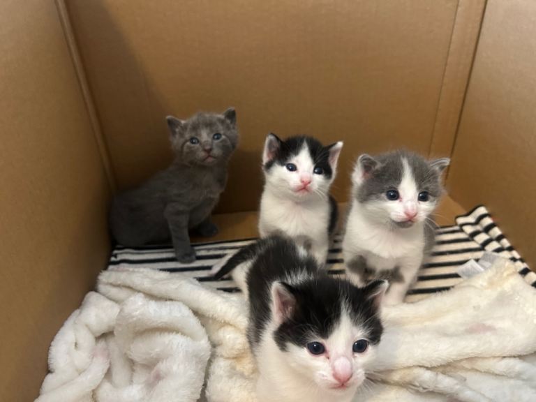Kittens ready for there forever homes 19 January 