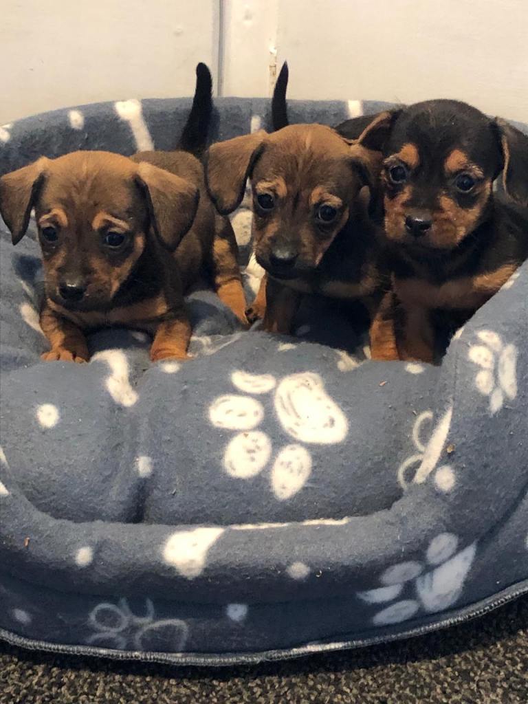 Jack russell cross sausage 