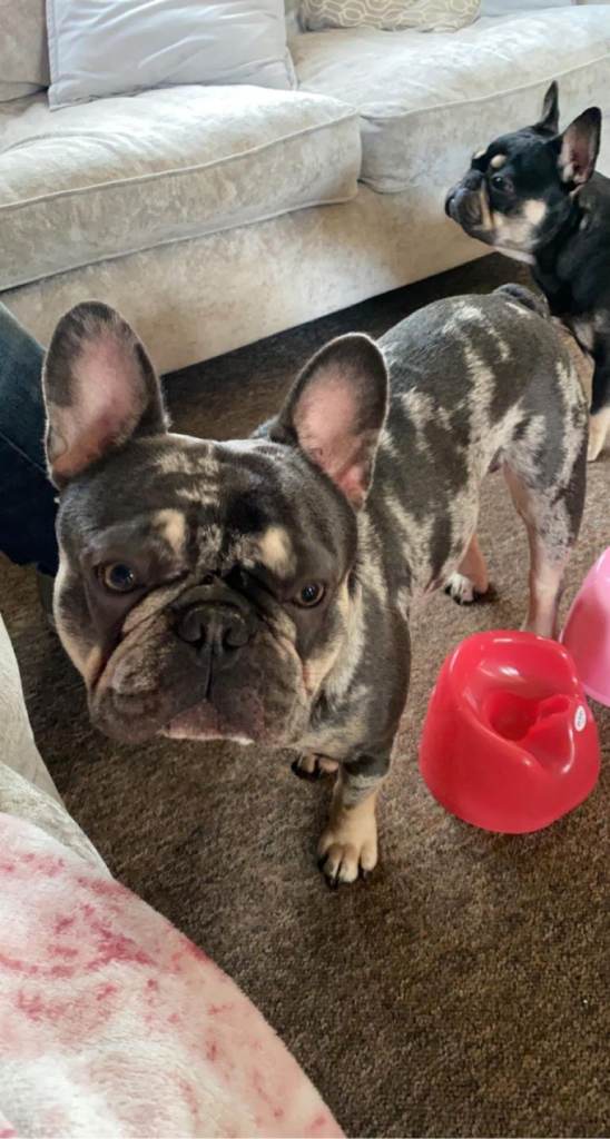 4 year old male French bulldog 