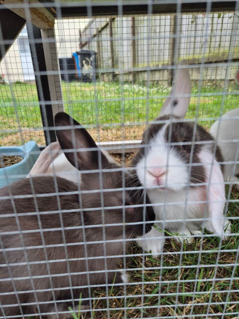 BABY RABBITS
