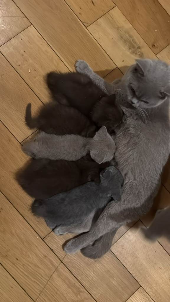 Brittish shorthaired kittend