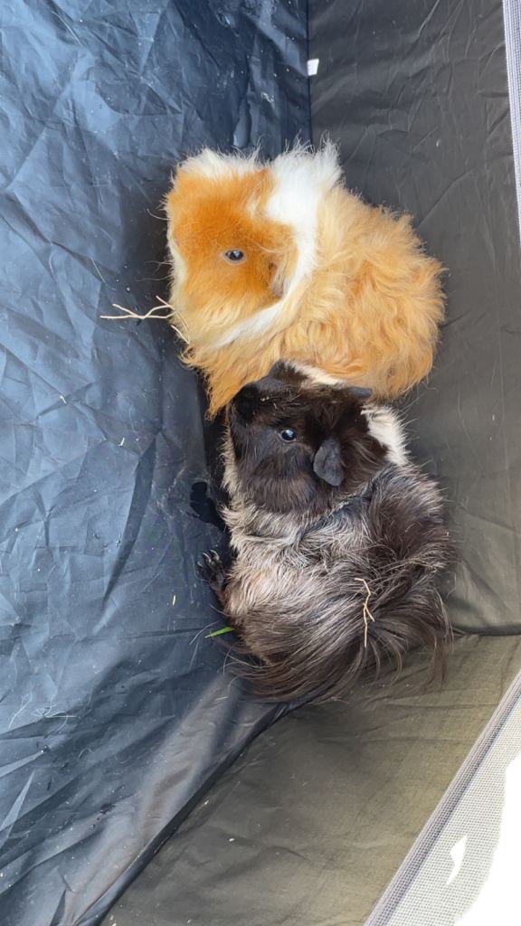 2 male guinee pigs 