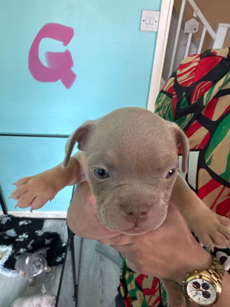 Pocket x frenchie pups ready 20th Aug 