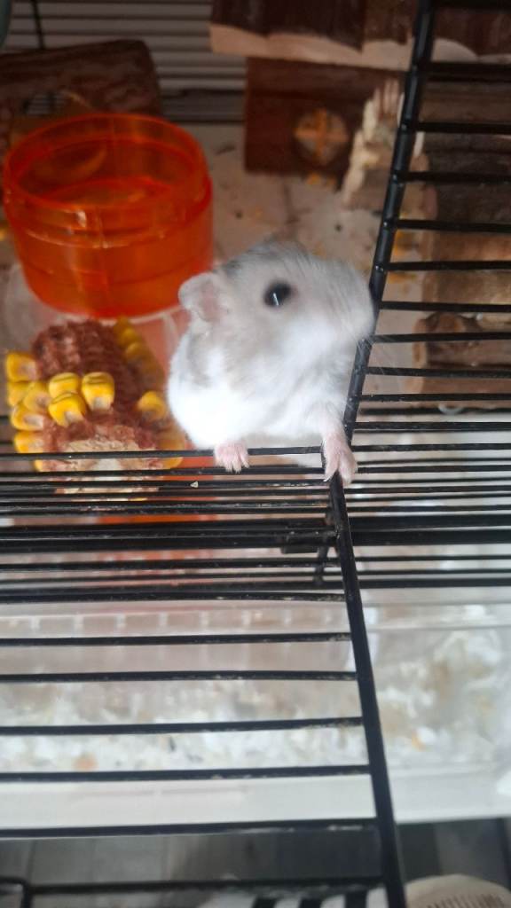 Hamster cage 