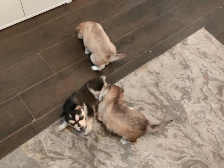 Husky puppies 
