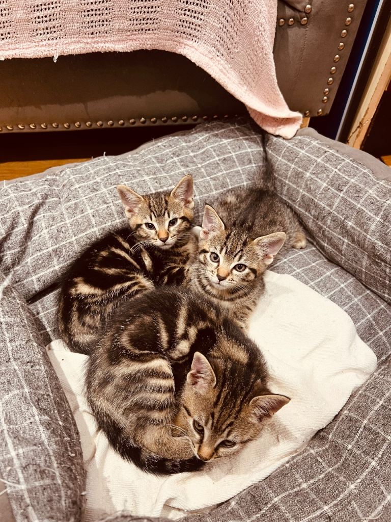 Kittens 