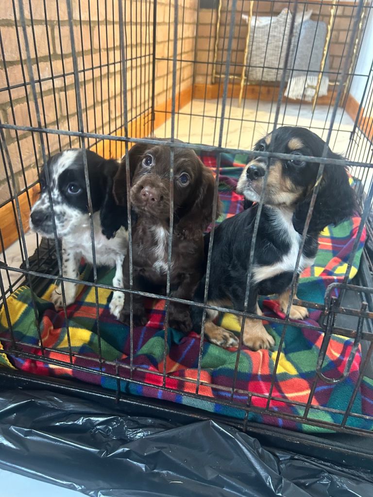 Cocker spaniel puppies 