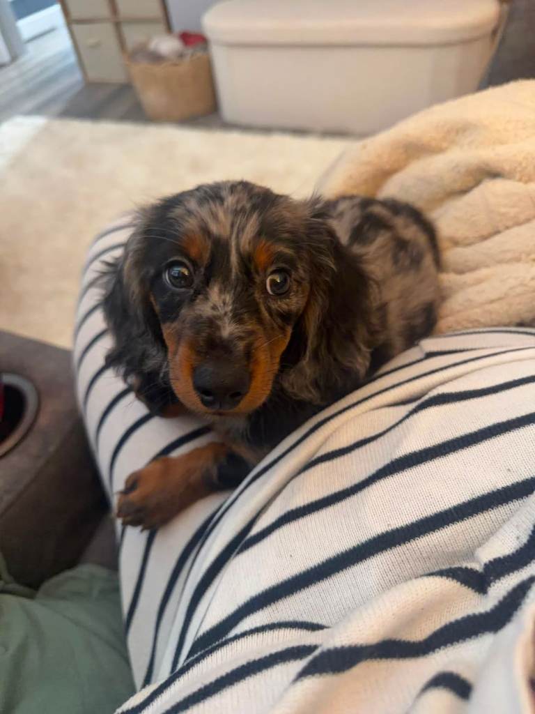 Miniature Dachshund Long haired silver dapple and tan 