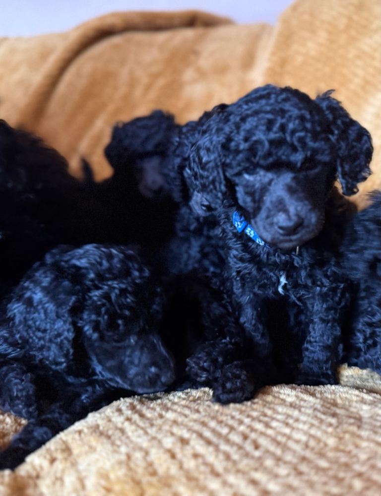 KC registered standard poodle puppies