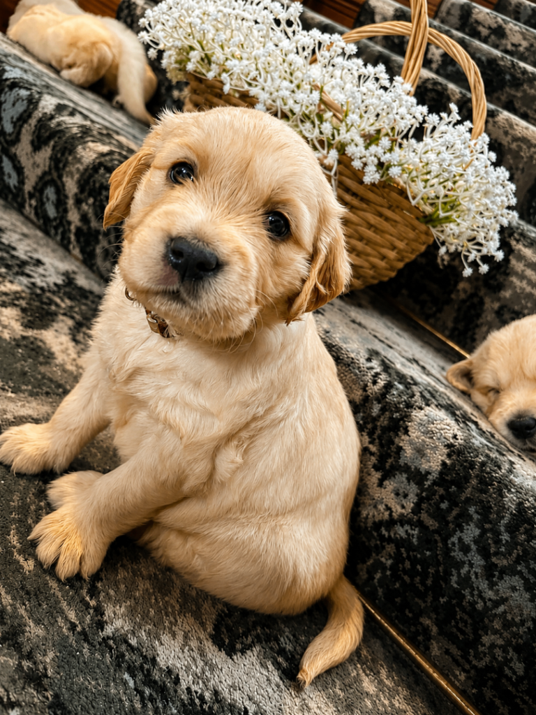Golden Retriever Puppy 