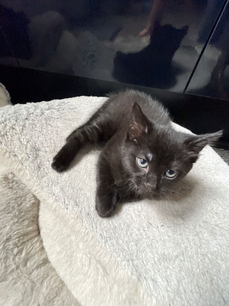 3 beautiful kittens