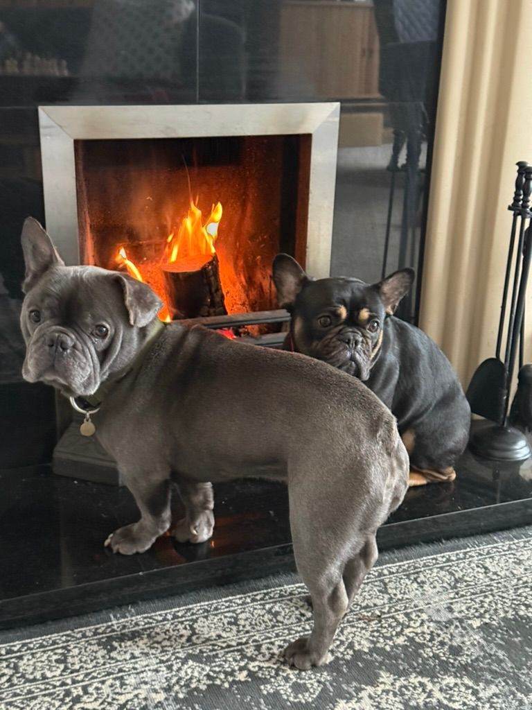 Louis & Milo – French Bulldogs Looking for a Loving Home