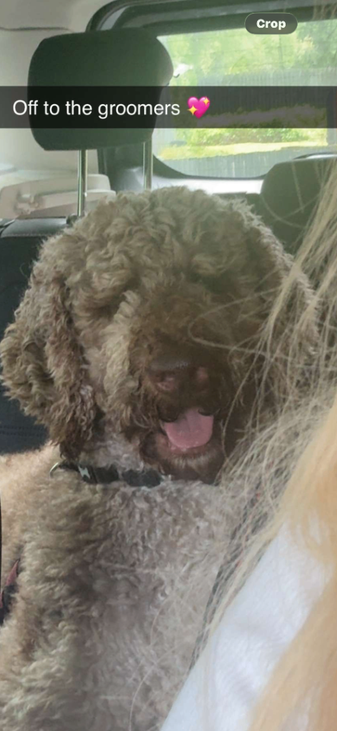 Poodle 