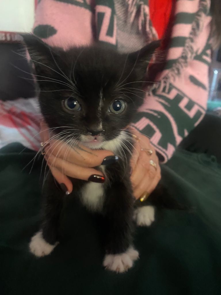  2 black & white kittens 