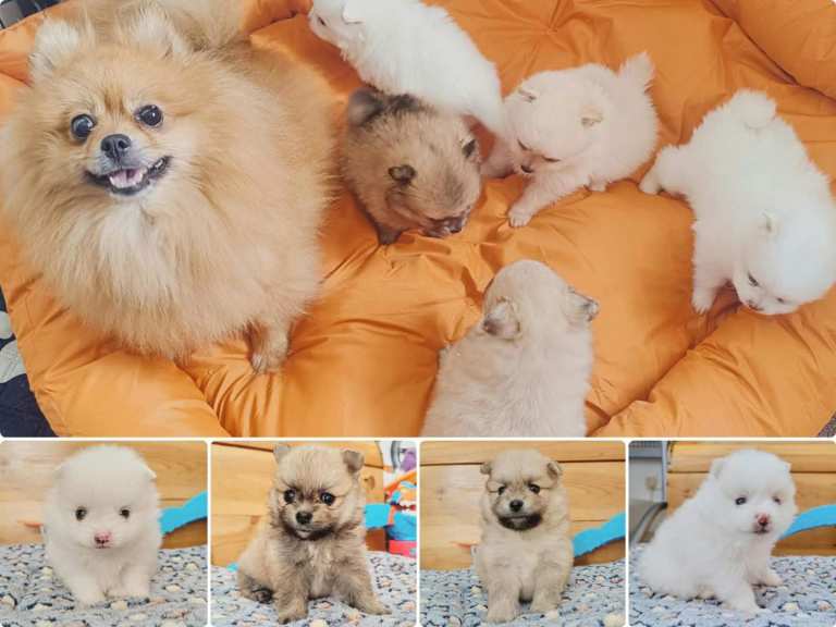 White and cream sable Pomeranian puppies 