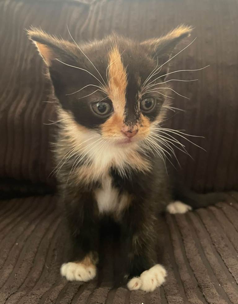 1 gorgeous last kitten