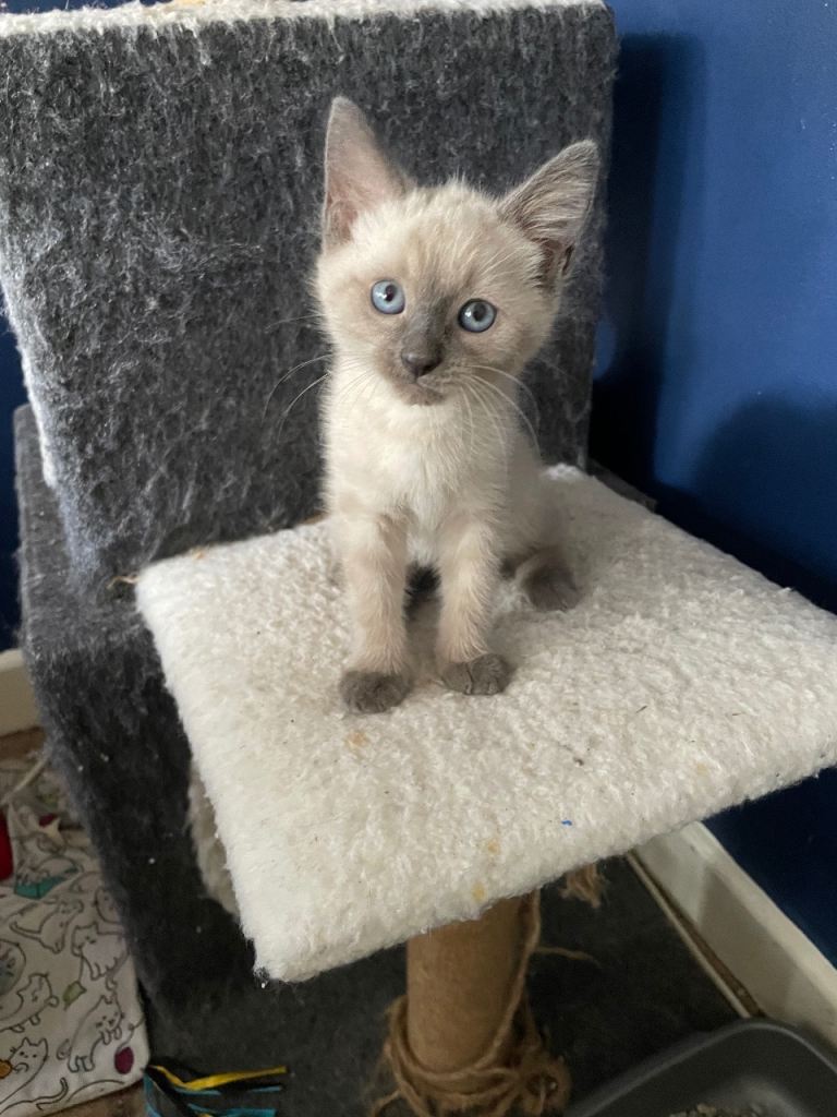 Ragdoll male kitten
