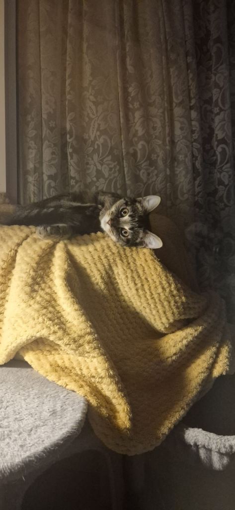  Sweet 4-Month-Old Female Kitten – Loving Home Needed