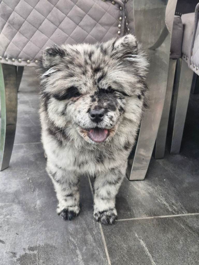 Female chow chow 