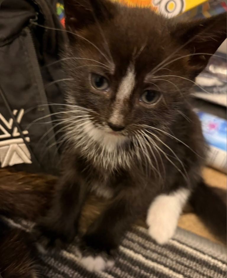 Two boy kittens for sale