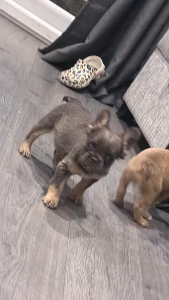 French bulldog puppies 