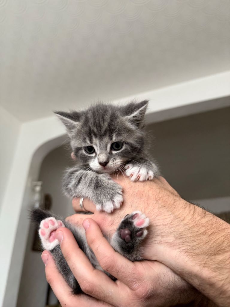 4 kittens ready for a home 