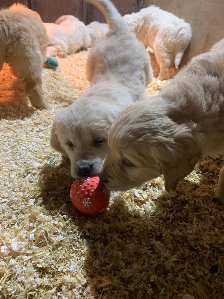 Golden retriever pups 