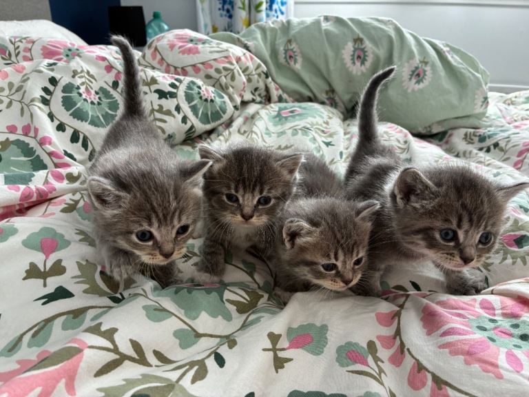  4 Beautiful Half-Ragdoll Kittens 