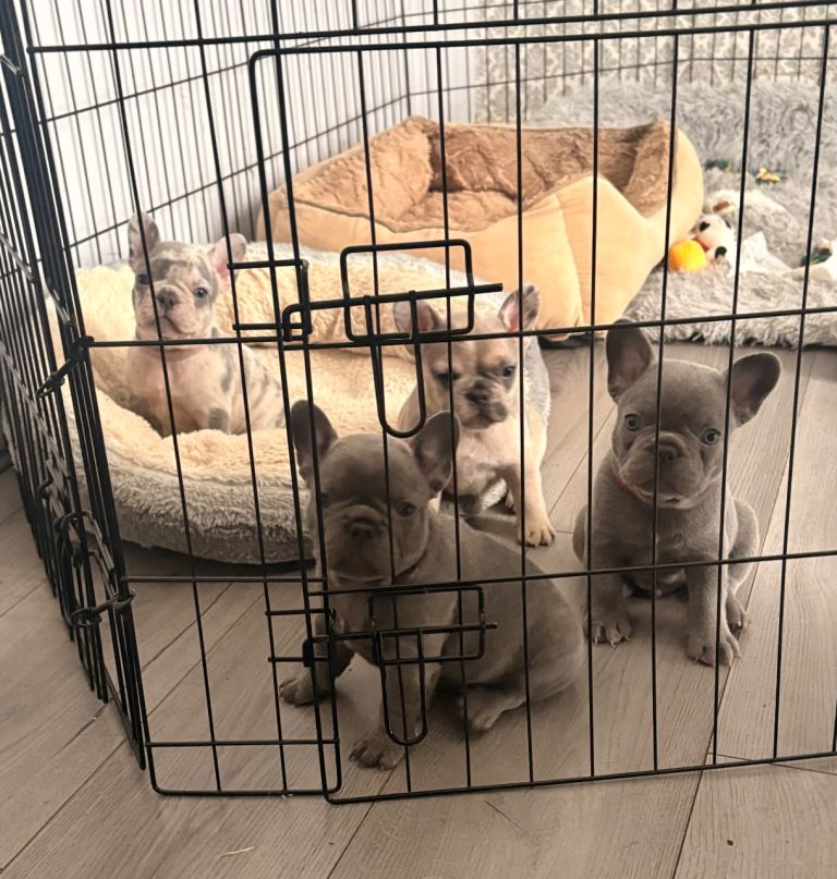 French Bulldog Puppies 