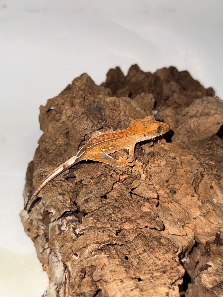 Crested Gecko - Healthy and Active