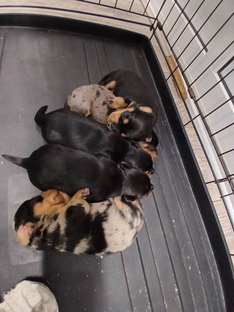 Jack hounds 6 weeks old