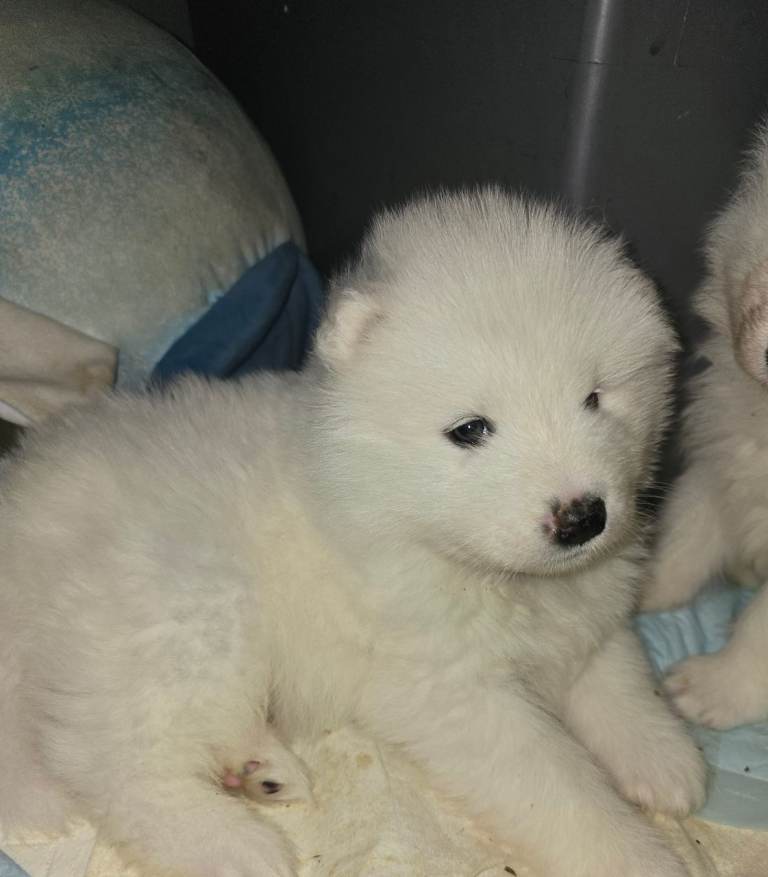 Registered samoyed puppies 