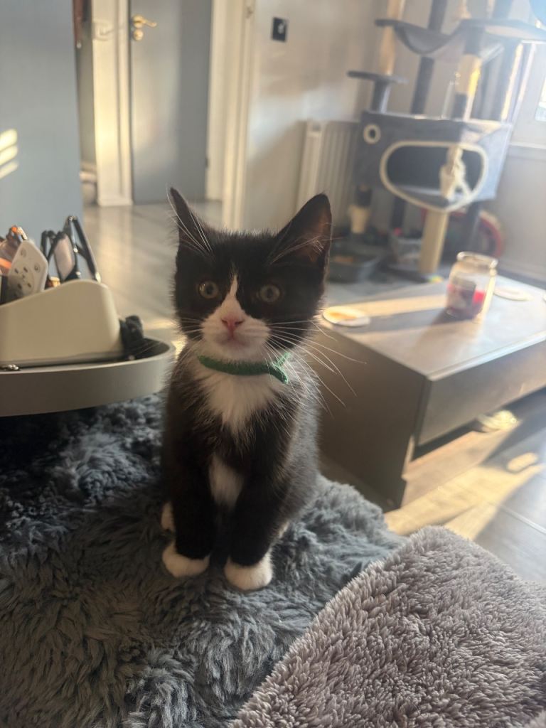 Ragdoll cross kittens 