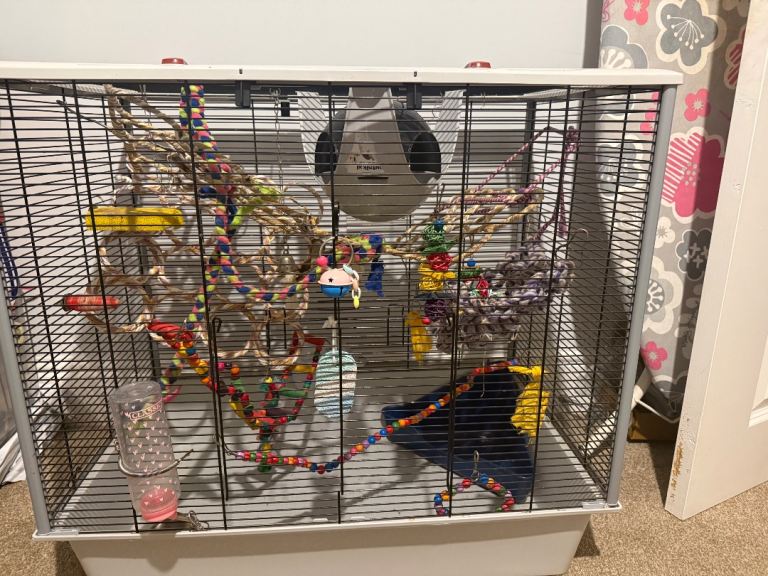 Rat cage