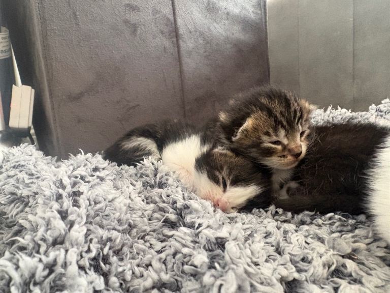 Tabby kittens. 