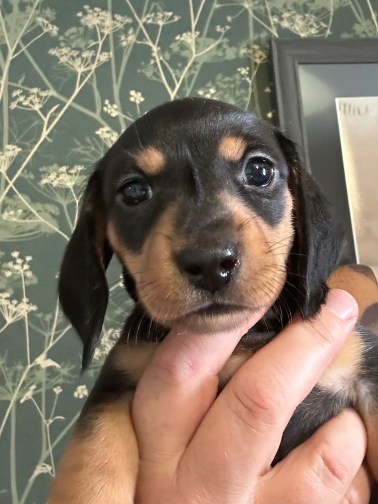 MINIATURE DACHSHUND PUPPIES 