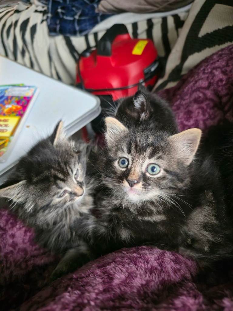 2 left kittens available 