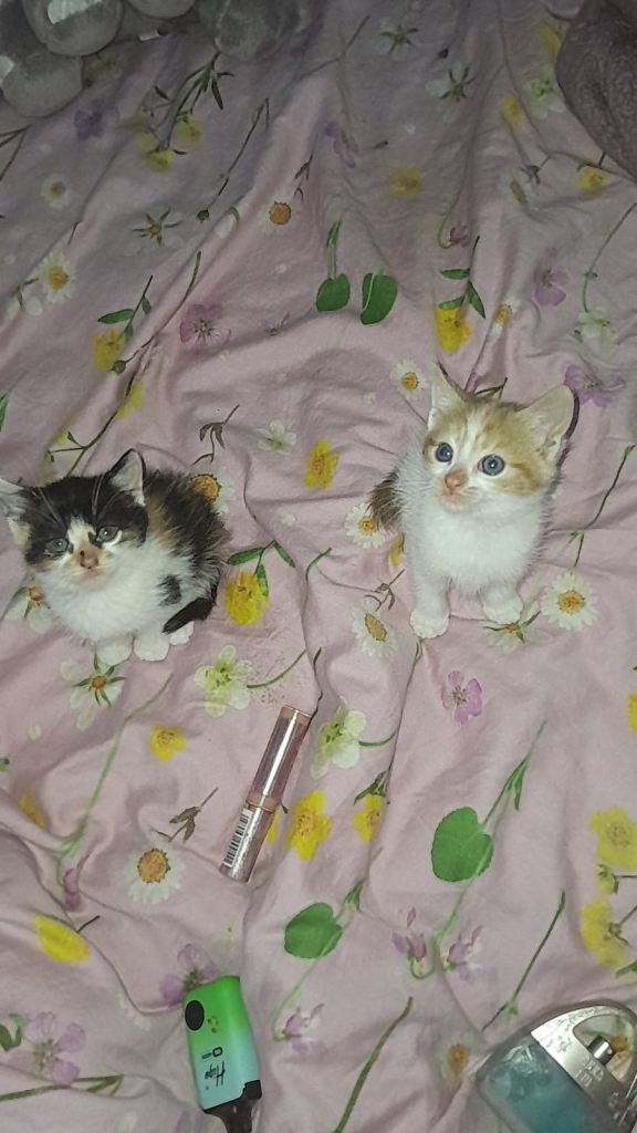 Kittens 