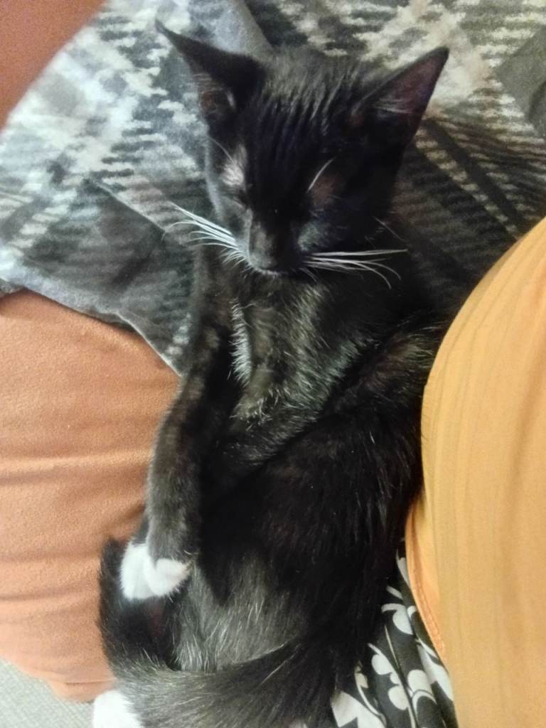 Beautiful black and white kitten 