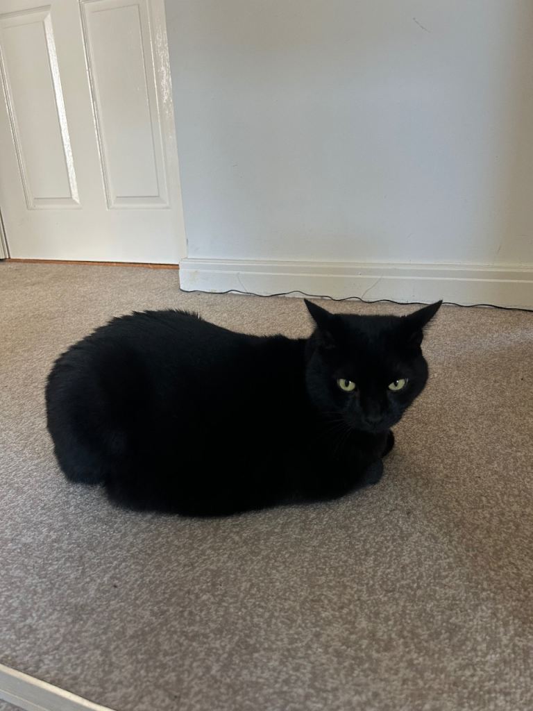 An almost 5-Year-Old Cat Looking for a Loving Home. 