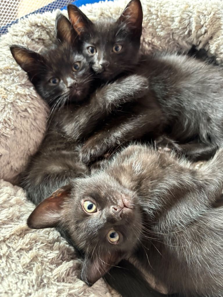 3 black boys, half ragdoll, available now, 9 weeks old