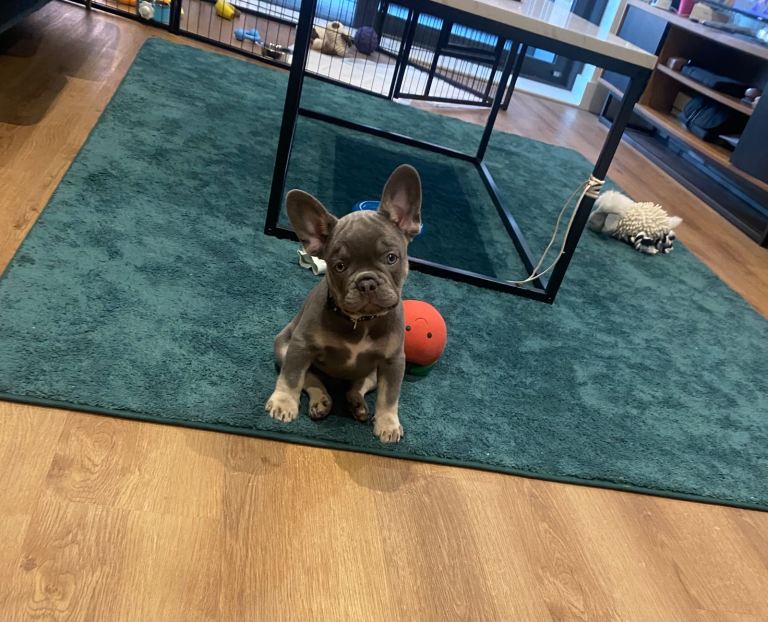 Male french bulldog 