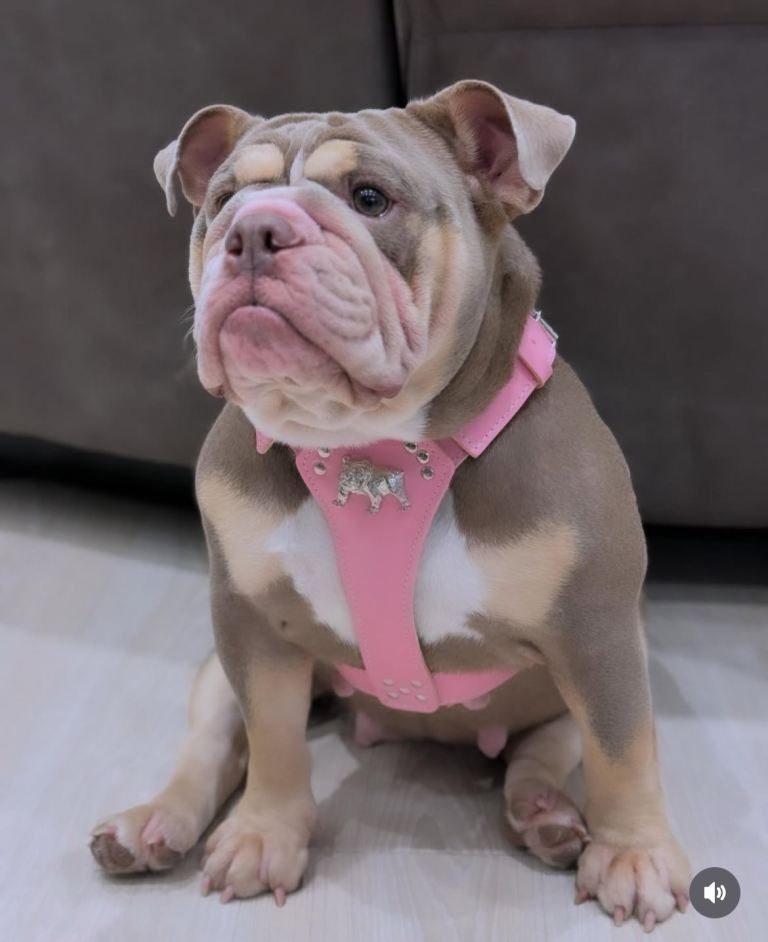 English Bulldog Needs New Home