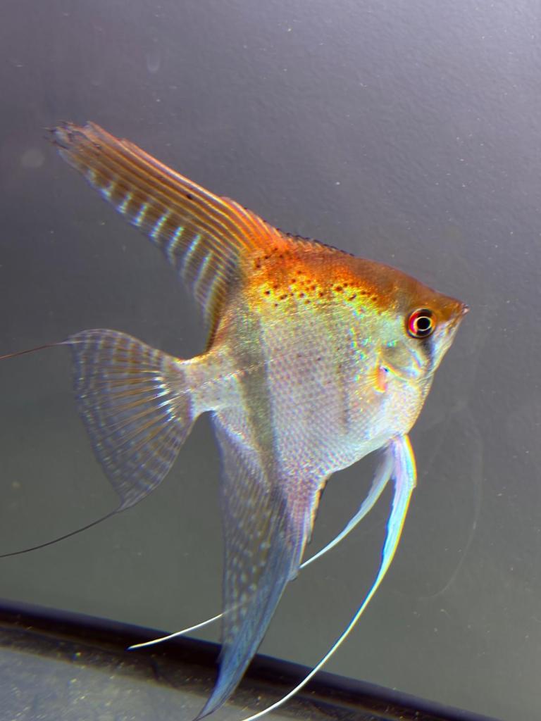 Angelfish (manacapuru) (red back)