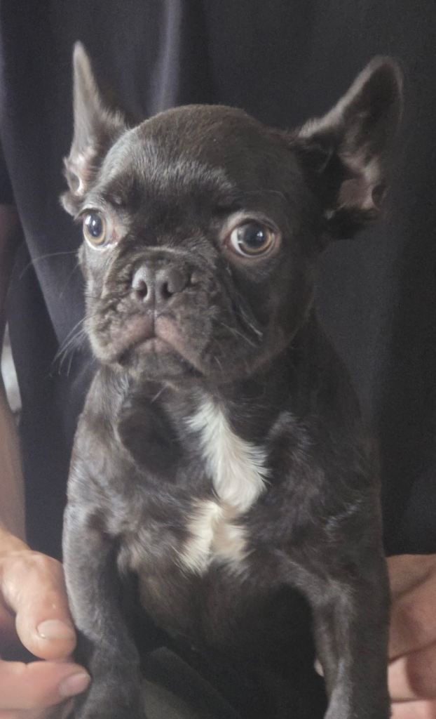 French bulldog Female KC registered 