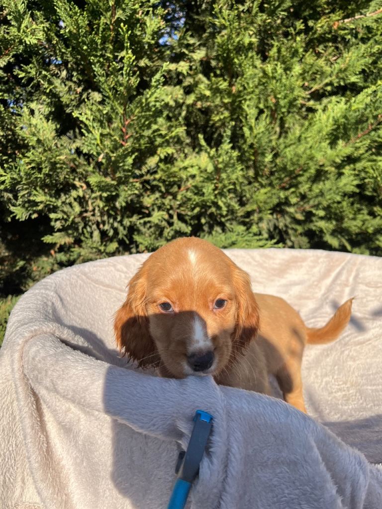 Three beautiful boy cocker spaniels remaining 