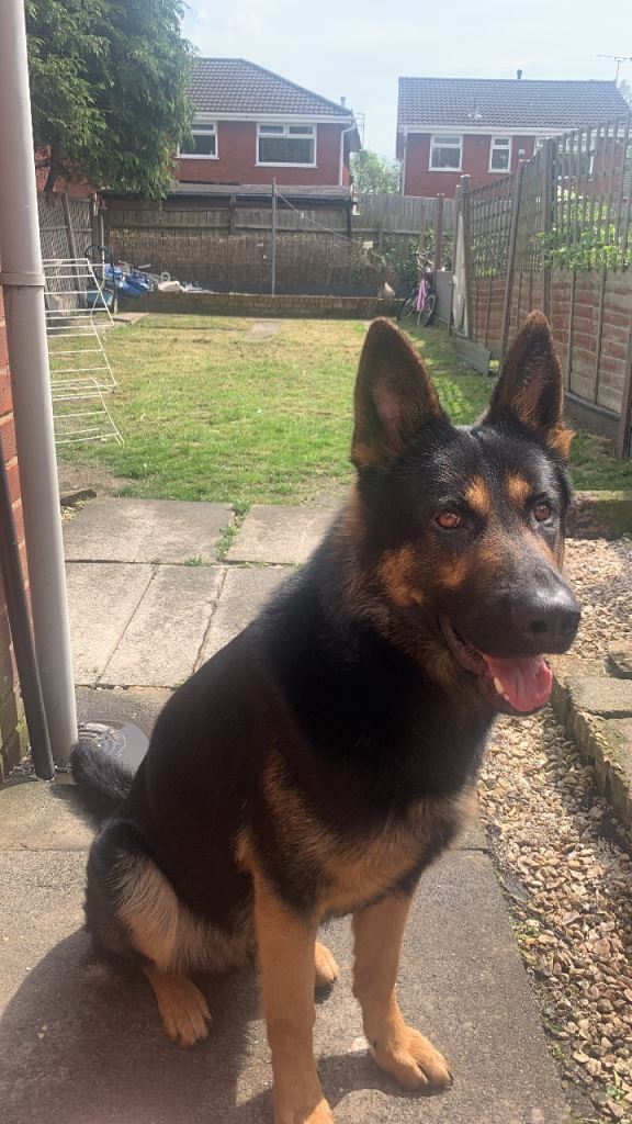 4 year old German Shepard 